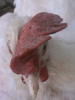 DSC00282.JPG