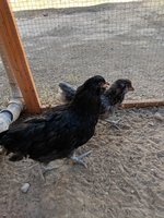 IMG_20180626_170259.jpg