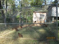 ChickenCoop10-22-15-6.jpg