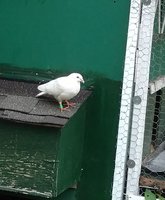 IMG_20180626_200410.jpg