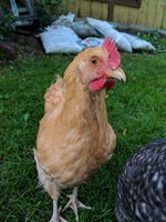 Chickens.jpg