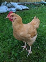 IMG_20180626_200312.jpg