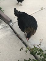 C2E0438B-3397-4FC9-91EE-8EF7A99C1DF4.jpeg