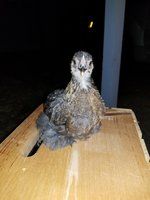 20180627_002217.jpg