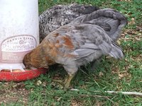 IMG_6568.JPG