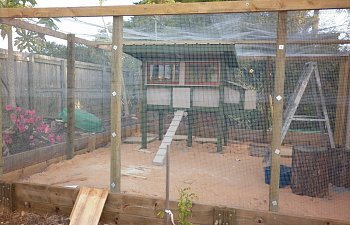 Club Chook