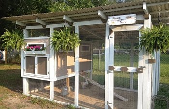 Punks Chicken Farm