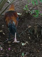 5450E9D1-C459-4D55-A307-9F4233CBE265.jpeg