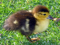 Parrulo_-Muscovy_duckling.jpg Parrulo_-Muscovy_duckling.jpg