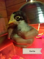 20180628_103337.jpg 20180628_103337.jpg