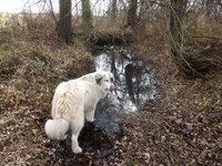 a pyr 2.jpg