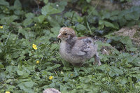 IMG_2279ss.jpg