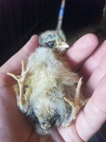 20180628_202237.jpg