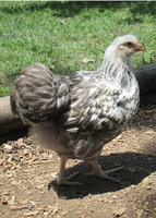 blue laced pullet.jpg