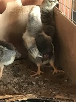 0D7A7032-E86B-461C-A934-2ABC8655CE1F.jpeg