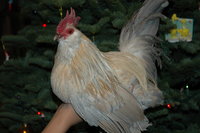 chickens, macaws, wreath 005 - Copy.JPG