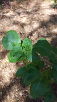 20180629_164433.jpg 20180629_164433.jpg