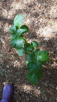 20180629_164558.jpg 20180629_164558.jpg
