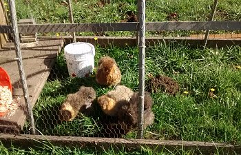 Silkie in the tractor 002.jpg