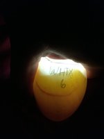 WHTX6- Day 7.JPG