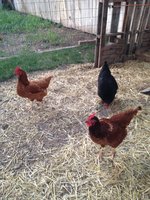 The three hens.JPG