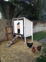 Chickens and coop.JPG