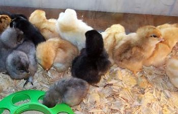 16199_march_chicks_2010_008.jpg 16199_march_chicks_2010_008.jpg