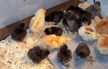 16199_march_chicks_2010_009.jpg 16199_march_chicks_2010_009.jpg