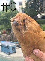 fullsizeoutput_94a.jpeg fullsizeoutput_94a.jpeg