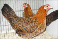two-hens.jpg