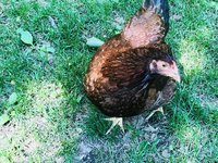 IMG_0446.jpg