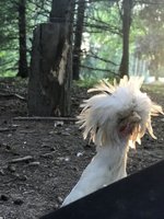 C1BA6DB7-367E-4FFA-91BF-2172BD061F7E.jpeg