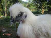 cotton3.jpg