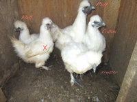chickensilkisexing2.jpg