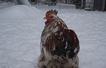 Prevent and Treat Frostbite in Chickens