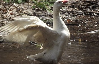 My Roman Tufted Goose Flock