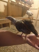 IMG_20180630_214729.jpg