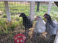 chickens.jpg