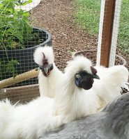 2018-07-02_15.49.14.jpg 2018-07-02_15.49.14.jpg