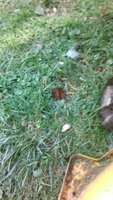 IMG_20180702_175156.jpg