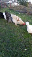 IMG-20180703-WA0026.jpg IMG-20180703-WA0026.jpg