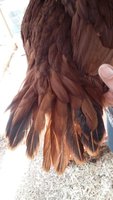 thumbnail_Red1tail.jpg