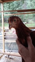 thumbnail_Red2.jpg