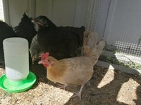 IMG_20180704_094154_1.jpg