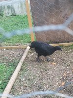 20180705_190026.jpg 20180705_190026.jpg