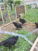 20180705_190032.jpg 20180705_190032.jpg