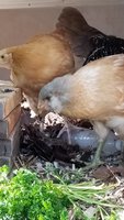 20180705_191652.jpg
