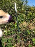 E9C5DD78-7470-456F-8C05-E4D9D8E72759.jpeg