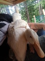 20180706_172628.jpg