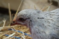 Brooke 20180705_195133.jpg